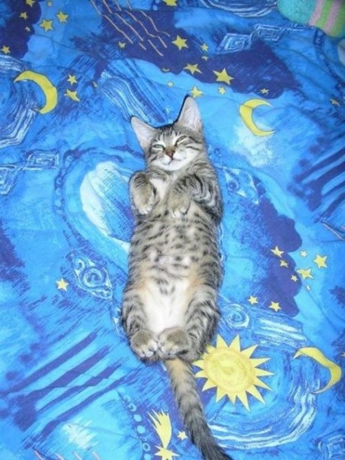 Большая и смешная подборка фотографий с отдыхающими и спящими котами (45 фото)