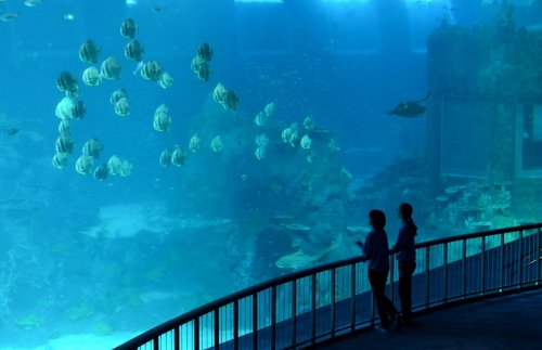 Самый крупный в мире океанариум – Marine Life Park в Сингапуре