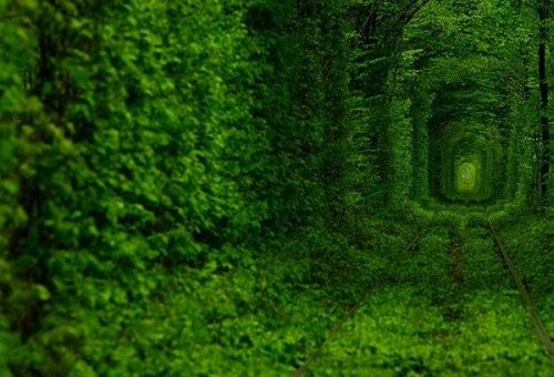 Топ-10: красивые тоннели из деревьев