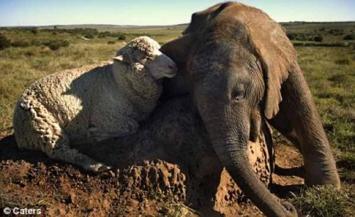 10  Примеров необычной дружбы между животными