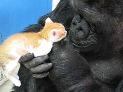 10  Примеров необычной дружбы между животными