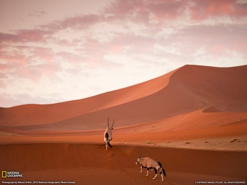 Коллекция лучших фотографий от National Geographic (ноябрь 2012)