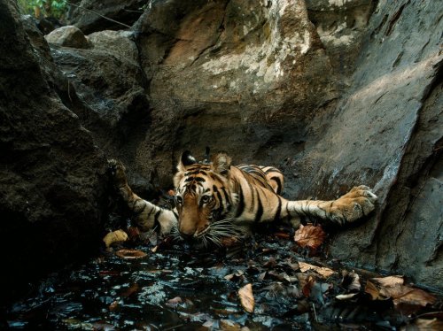 Коллекция лучших фотографий от National Geographic (ноябрь 2012)