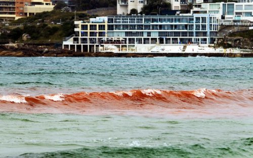 Красная морская вода у сиднейского побережья