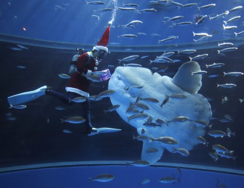 Санта-Клаусы океанариума "Морской рай Хаккэйдзима"