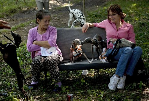 Собаки-участники осенней выставки на Кубе