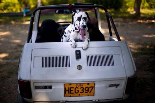 Собаки-участники осенней выставки на Кубе