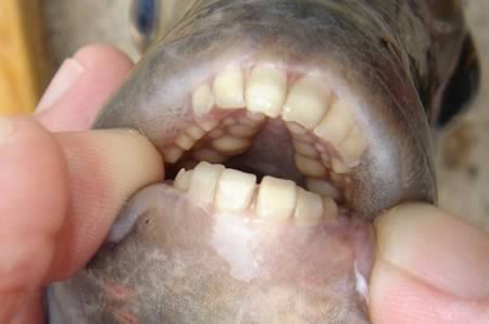 10 Животных с невероятными зубами