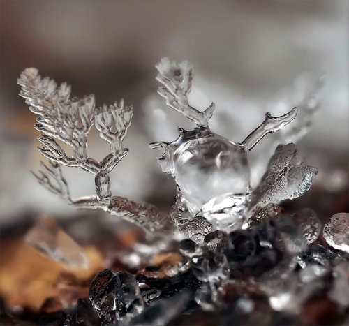 Удивительные макрофотографии ледяных образований и снежинок, сделанные Андреем Осокиным