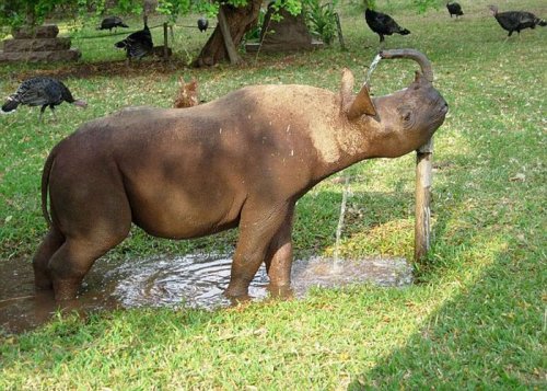 Осиротевшего детеныша носорога растит и воспитывает семья из Зимбабве