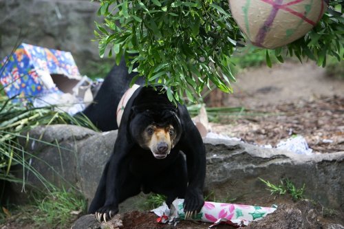 Новогодние подарки для обитателей зоопарка Таронга