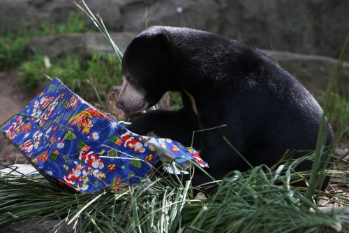 Новогодние подарки для обитателей зоопарка Таронга