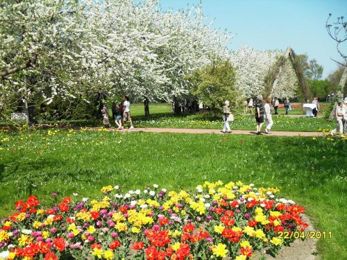Тюльпаны в Берлине: парк Бритц