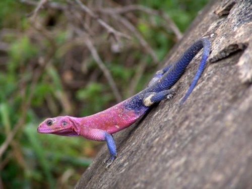 Обыкновенная агама – самая продаваемая ящерица в зоомагазинах