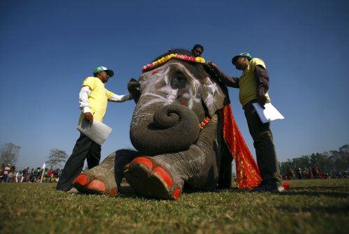 Необычный фестиваль слонов в Национальном парке Читван
