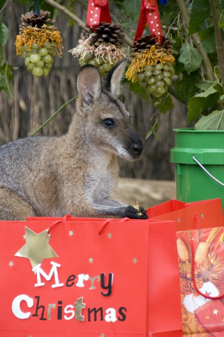 20 Милых животных, празднующих Рождество