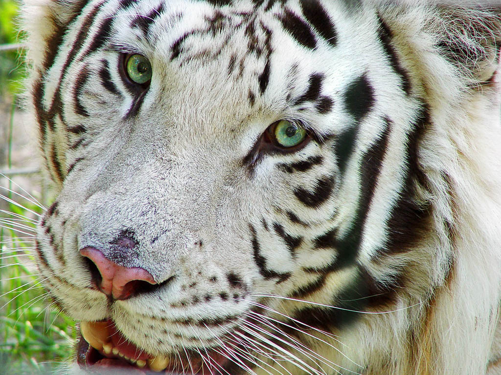 Негритоска И Ее Белый Тигр