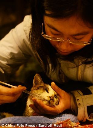 Спасение тысячи кошек в Китае
