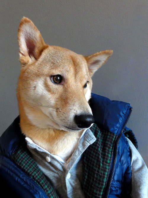 Собака-модель, демонстрирующая мужскую одежду