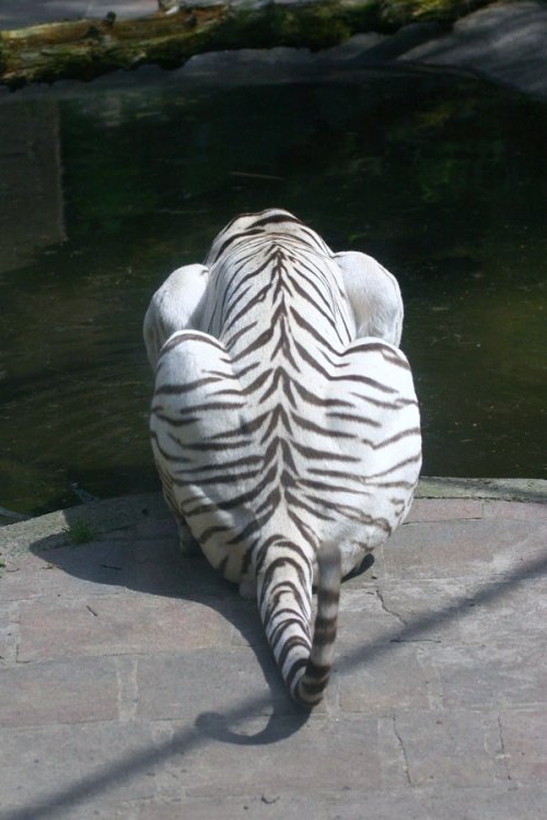 Красота и величие белых тигров
