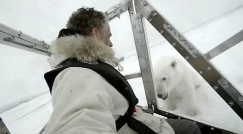 Близкое знакомство с белым медведем