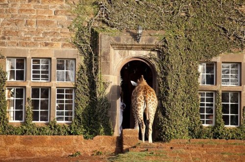 Проведите ночь с жирафами в поместье жирафов в Найроби