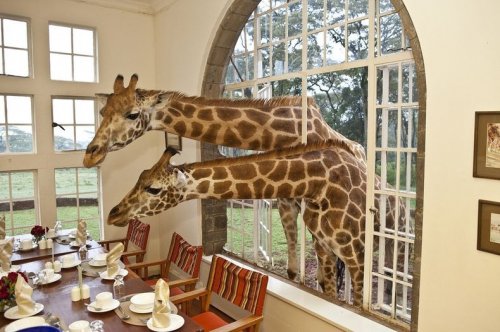 Проведите ночь с жирафами в поместье жирафов в Найроби