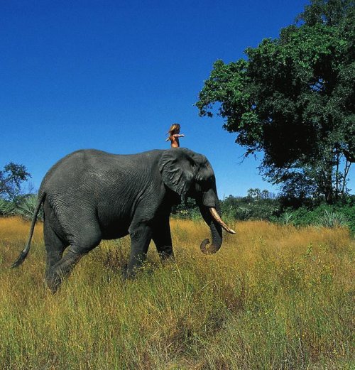 Рассказ о Типпи Дегре, выросшей бок о бок с дикими африканскими животными