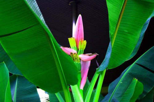 Великолепие тропической флоры (28 фото)