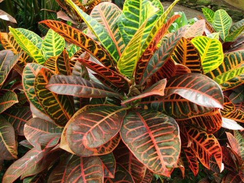 Великолепие тропической флоры (28 фото)