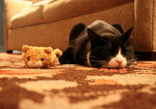 Котятки и их любимые мягкие игрушки (47 фото)