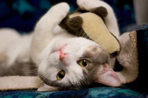 Котятки и их любимые мягкие игрушки (47 фото)