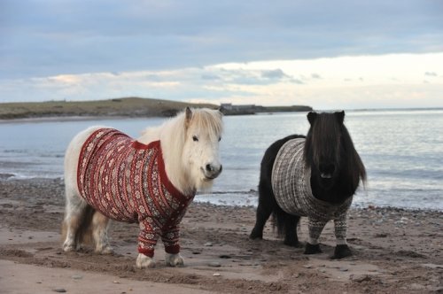 Пони Фивла и Витаминка приглашают в Шотландию (7 фото + 1 видео)