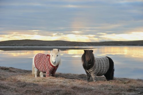 Пони Фивла и Витаминка приглашают в Шотландию (7 фото + 1 видео)