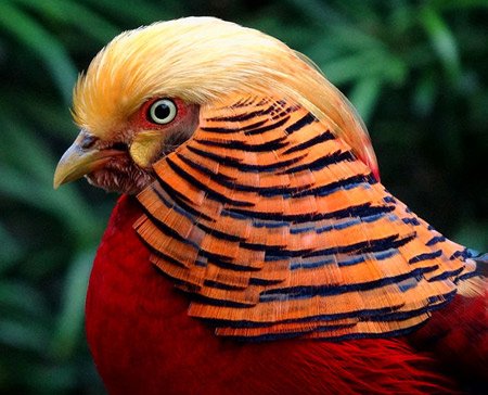 Самые великолепные экзотические птицы (12 видов)