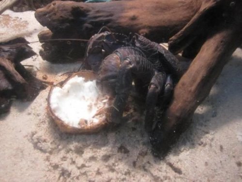 Кокосовый краб – самое крупное в мире наземное членистоногое (25 фото)