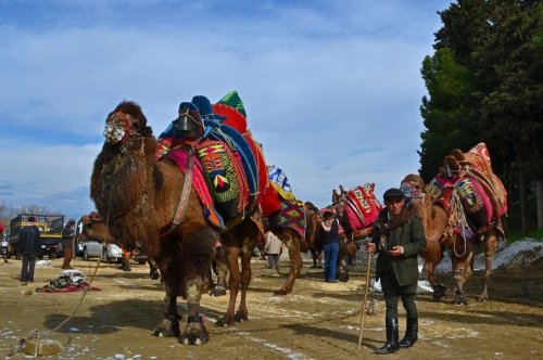 Борьба верблюдов в Турции