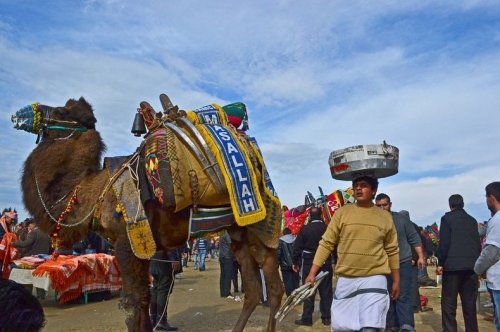 Борьба верблюдов в Турции