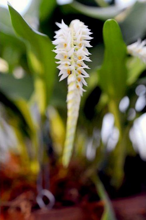 Орхидеи на фестивале фруктовых садов в Королевских ботанических садах Кью (12 фото)