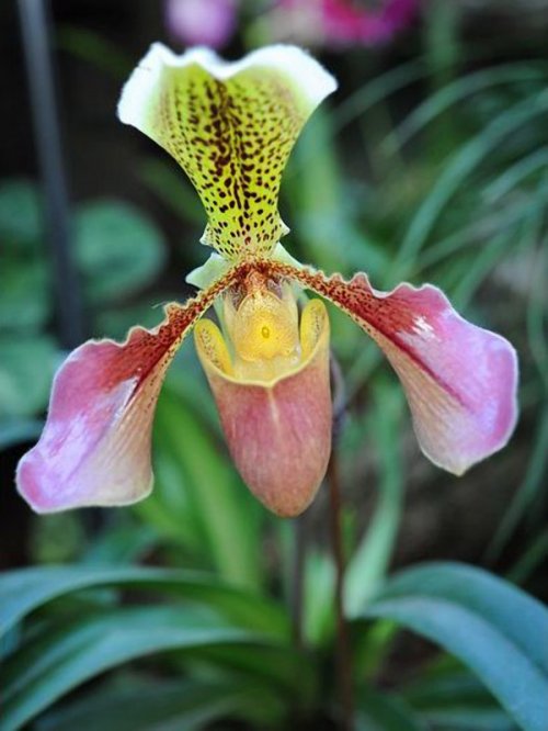 Орхидеи на фестивале фруктовых садов в Королевских ботанических садах Кью (12 фото)