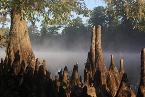 Сказочные пейзажи кипарисовых лесов озера Каддо (22 фото)
