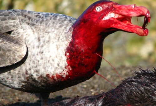10 Поразительно жутких и кровожадных птиц
