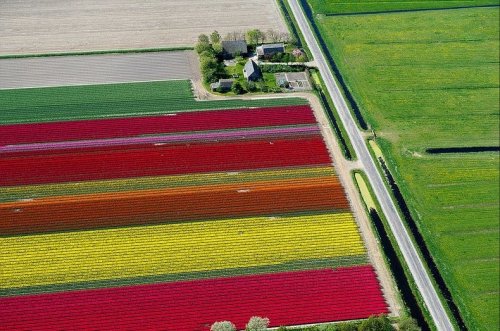 Аэрофотоснимки тюльпановых полей от Нормана Шкопа (9 фото)