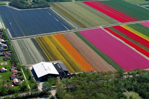 Аэрофотоснимки тюльпановых полей от Нормана Шкопа (9 фото)