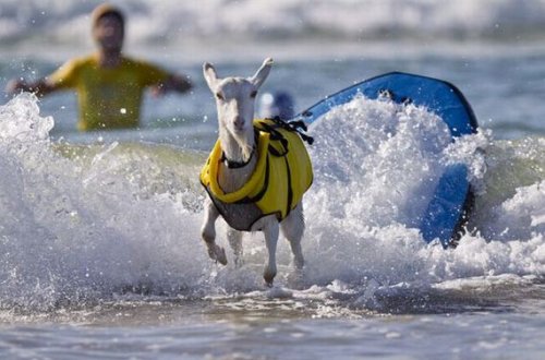 Гэути – первая и единственная в мире коза-серфингистка (13 фото)