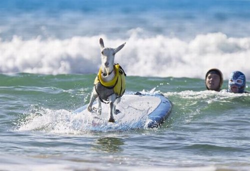 Гэути – первая и единственная в мире коза-серфингистка (13 фото)