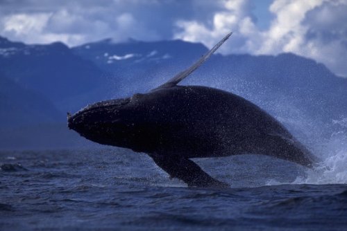 Whale watching, или Прыжки китов на расстоянии нескольких метров (16 фото)