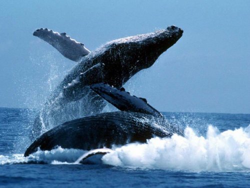 Whale watching, или Прыжки китов на расстоянии нескольких метров (16 фото)