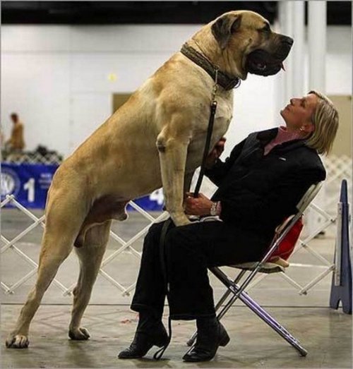 Собаки больших размеров (19 фото)