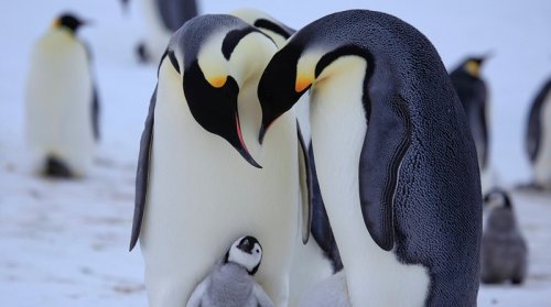 Будни пингвинов (8 фото + 1 видео)
